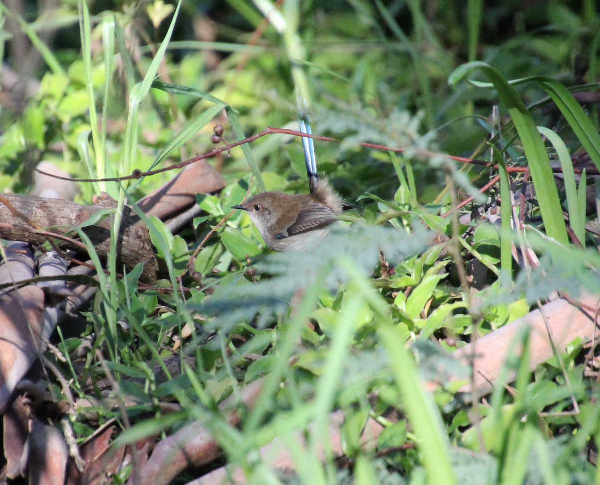 Superb Fairywren - ML570547161