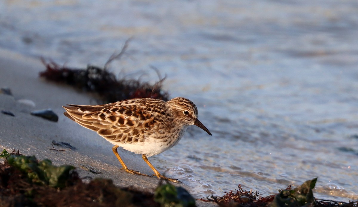 Least Sandpiper - Stefan Mutchnick