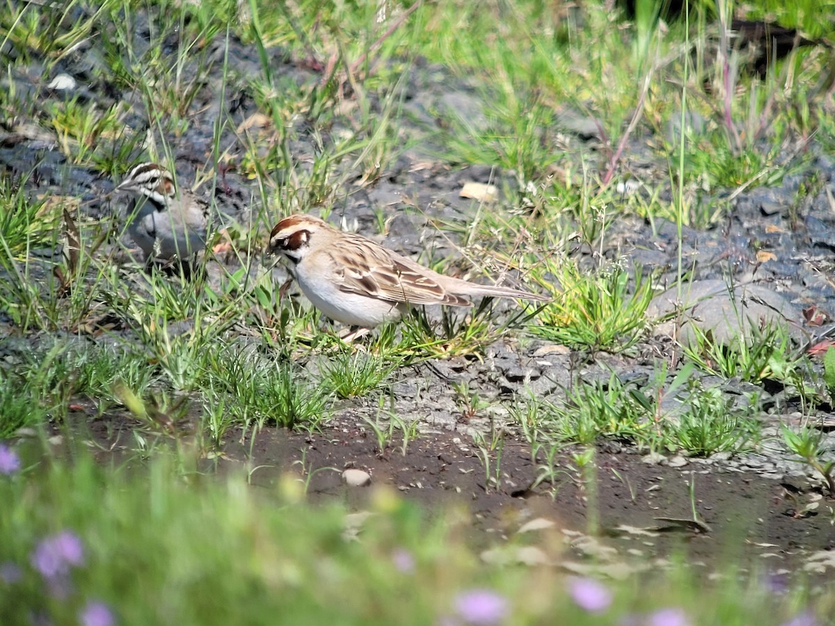 Bruant à joues marron - ML570552251