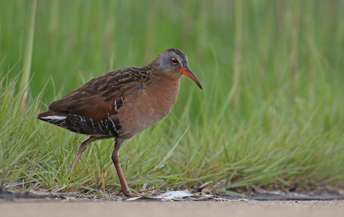 Virginia Rail - Ryan Schain