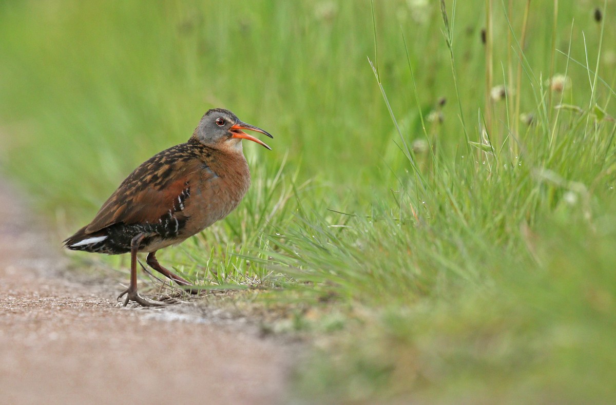 Virginia Rail - Ryan Schain