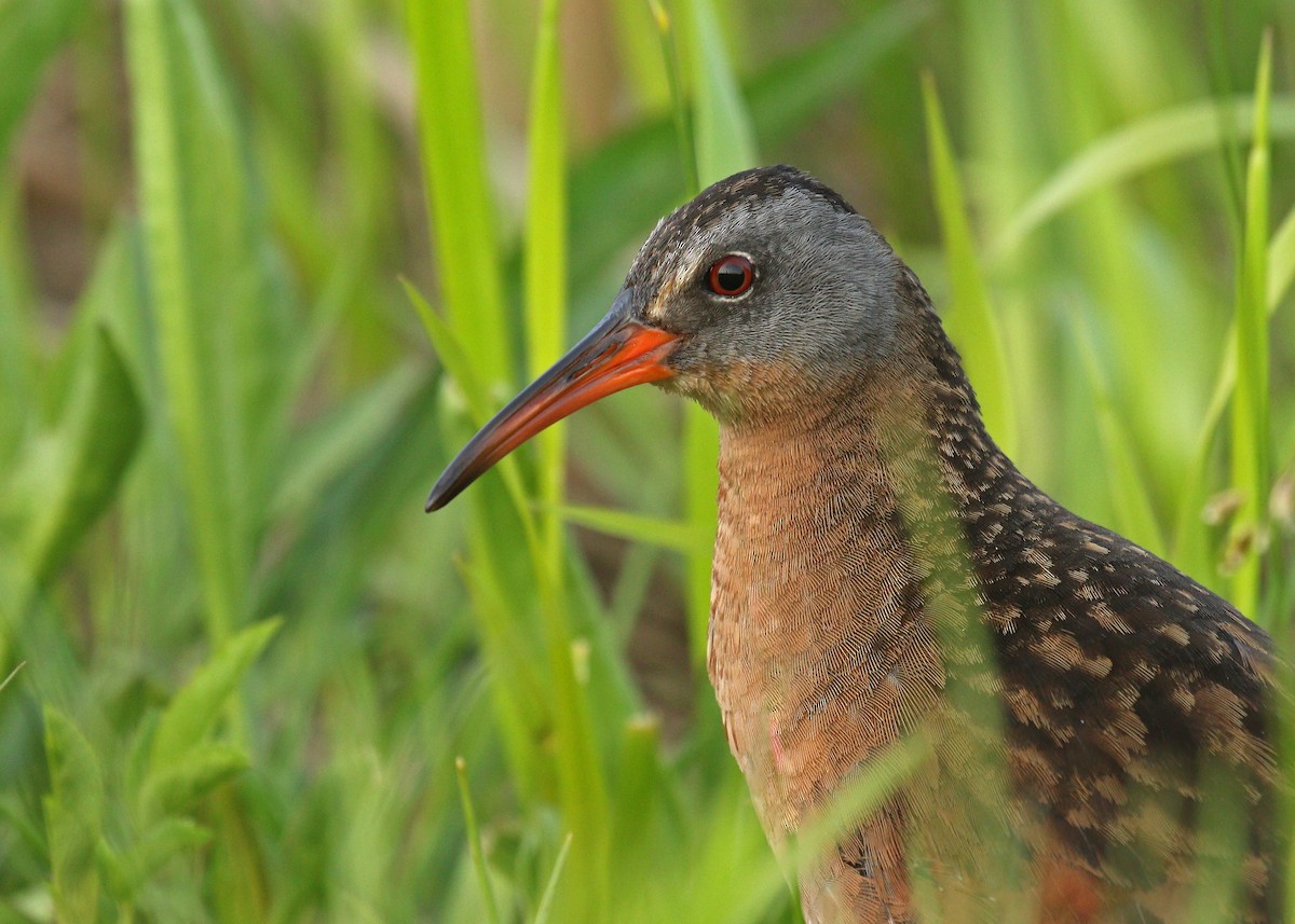 Virginia Rail - Ryan Schain