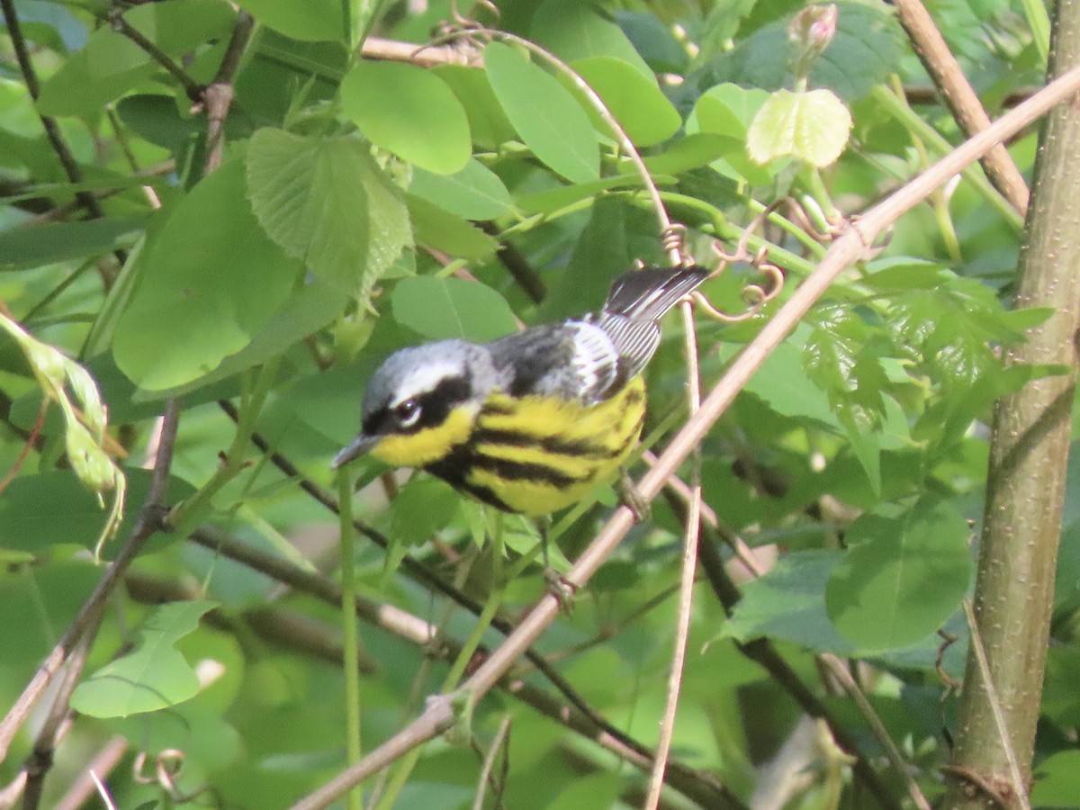 Magnolia Warbler - Ruben  Stoll