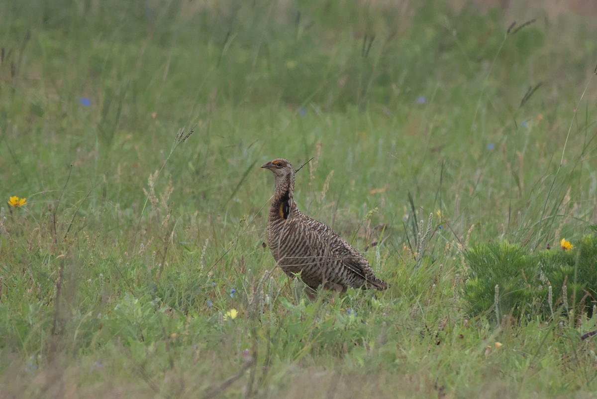 Greater Prairie-Chicken (Attwater's) - ML570553321