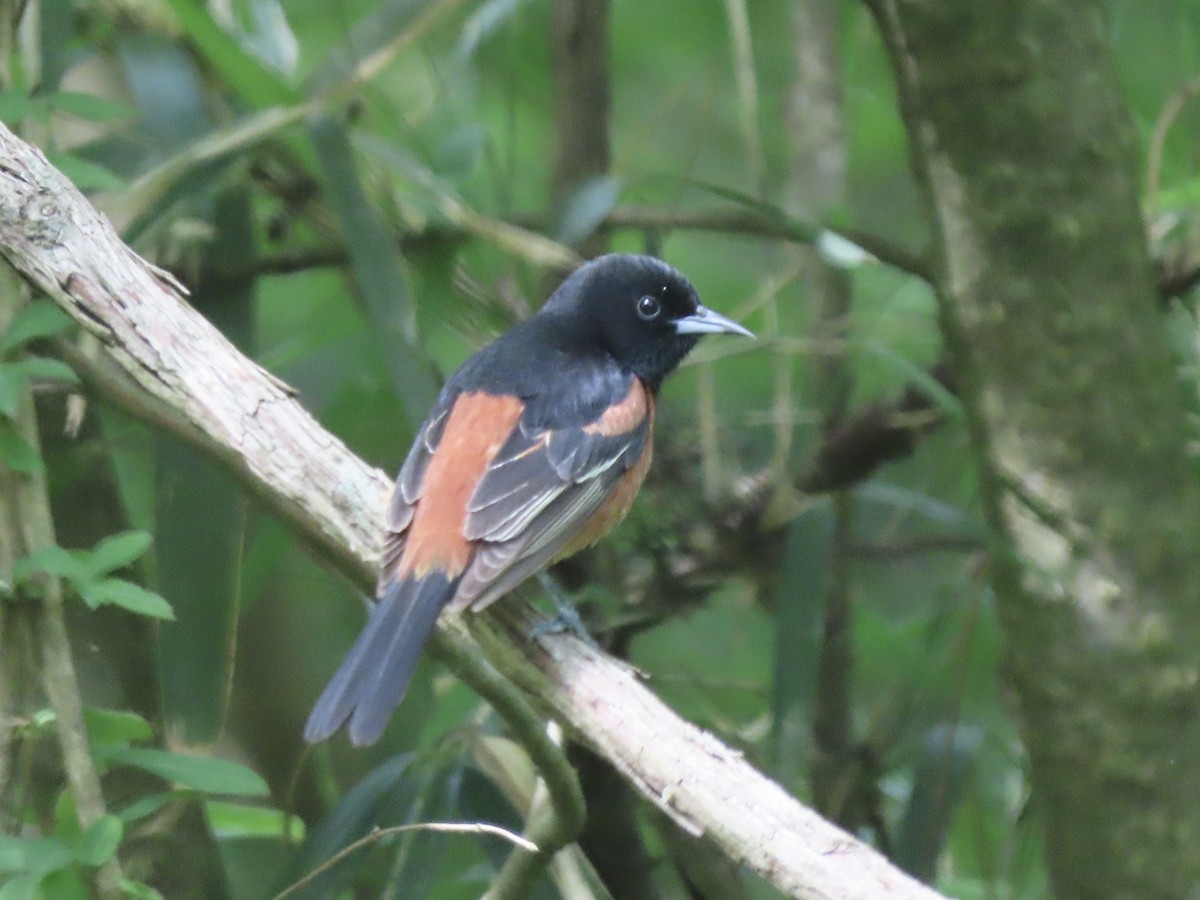 Orchard Oriole - ML570553391