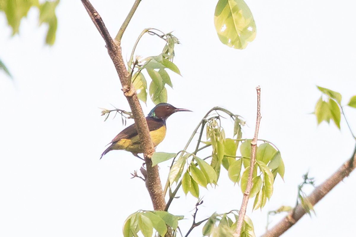 Gray-throated Sunbird - ML570553481
