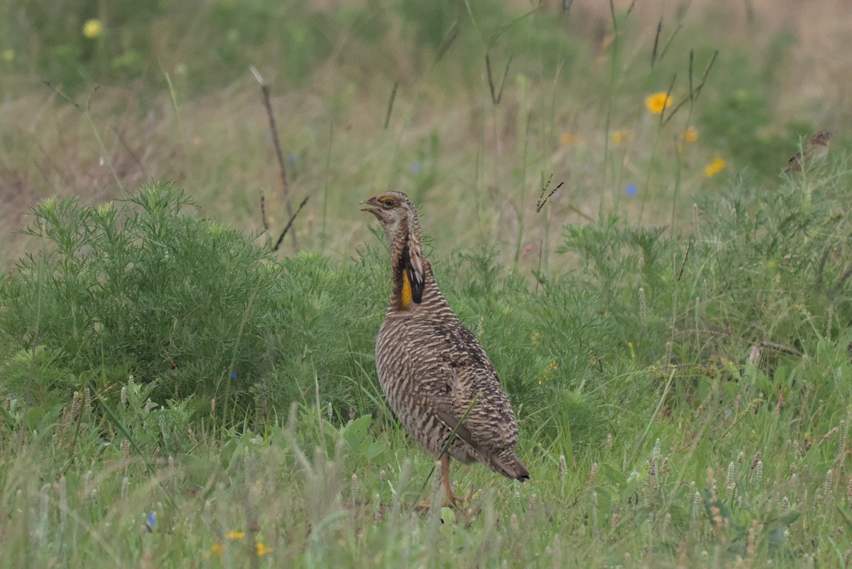 Greater Prairie-Chicken (Attwater's) - ML570554651