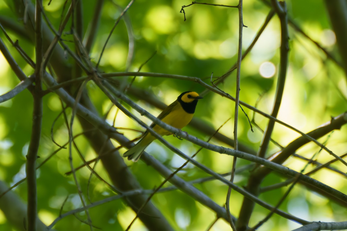 Hooded Warbler - Suzanne Kavic