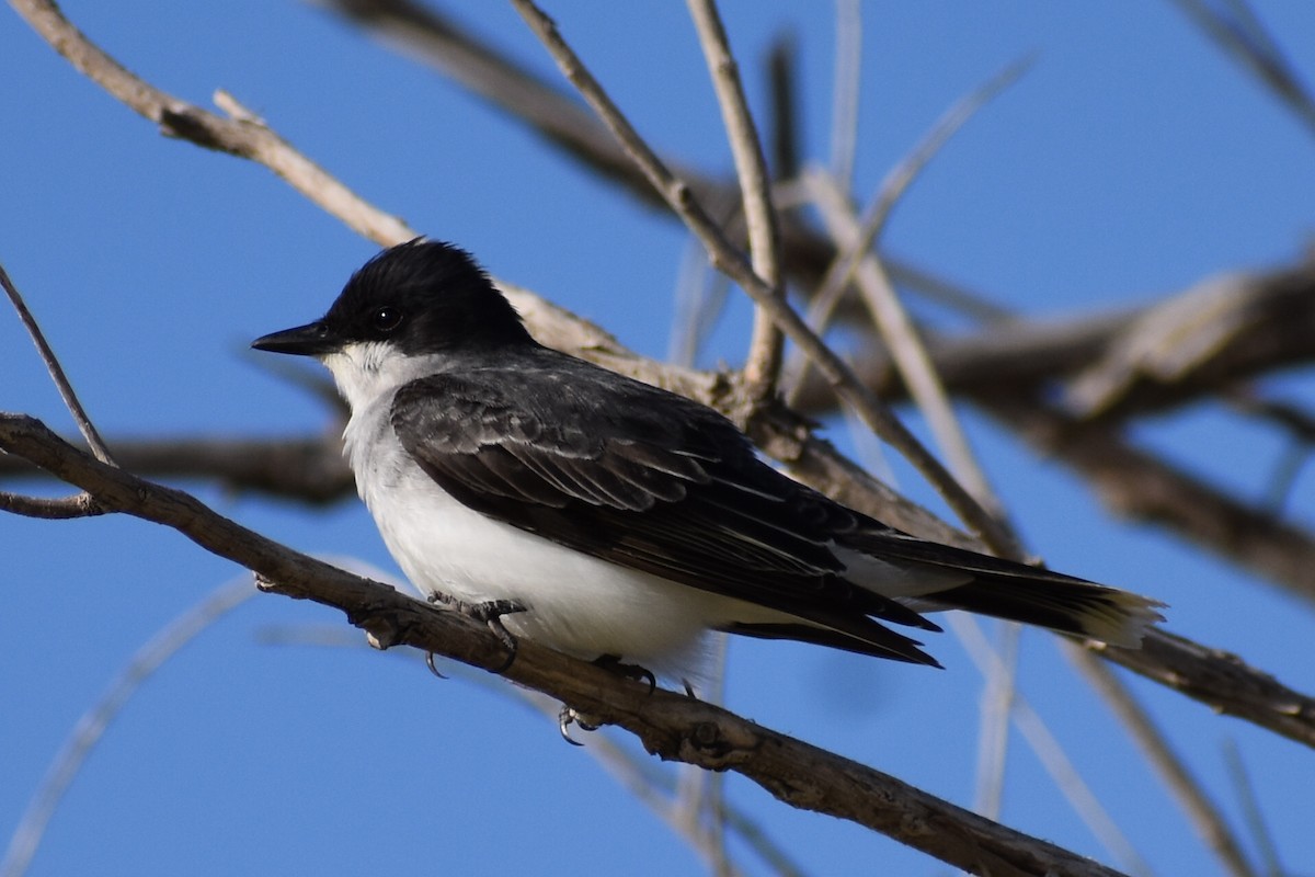 Eastern Kingbird - ML570556261