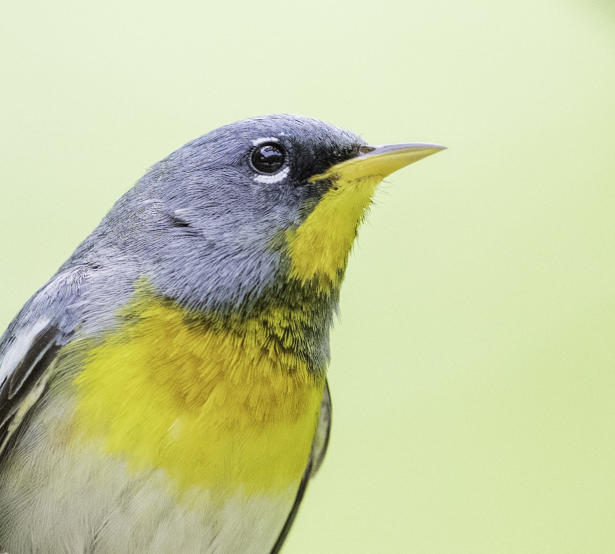 Northern Parula - Bryan Smith