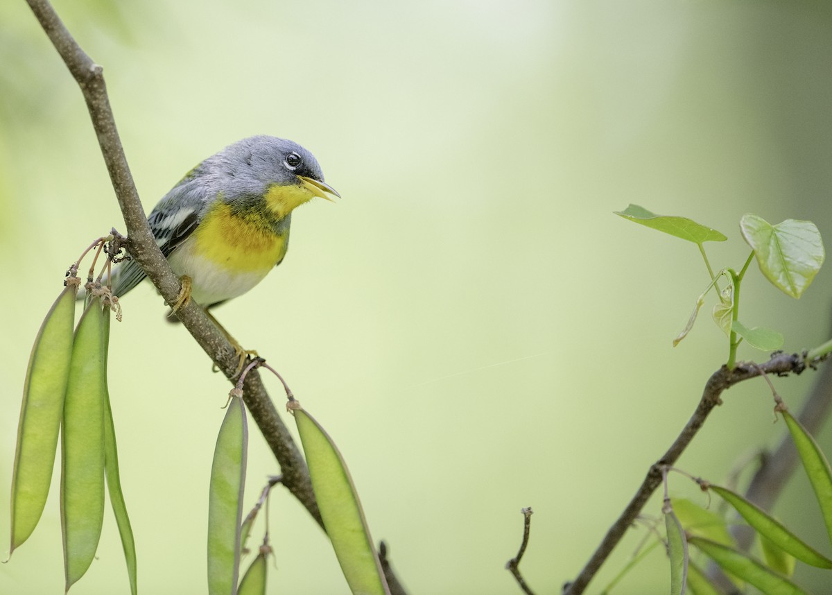 Northern Parula - Bryan Smith