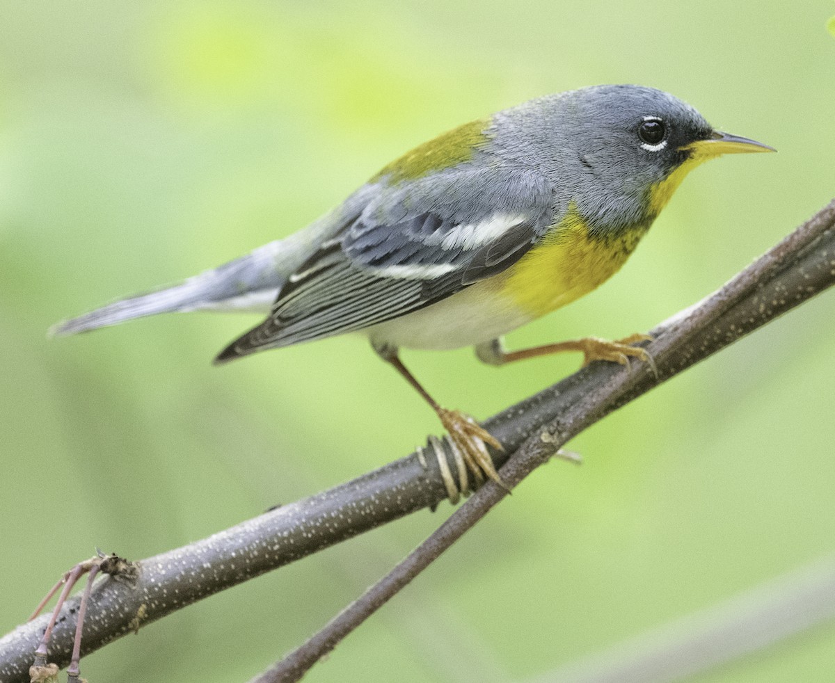 Northern Parula - Bryan Smith