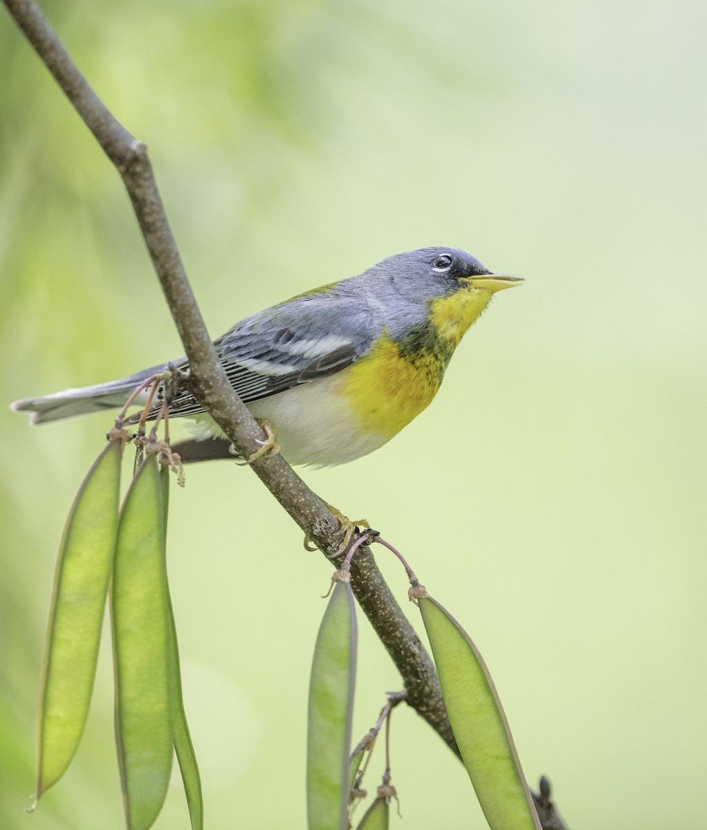 Northern Parula - Bryan Smith