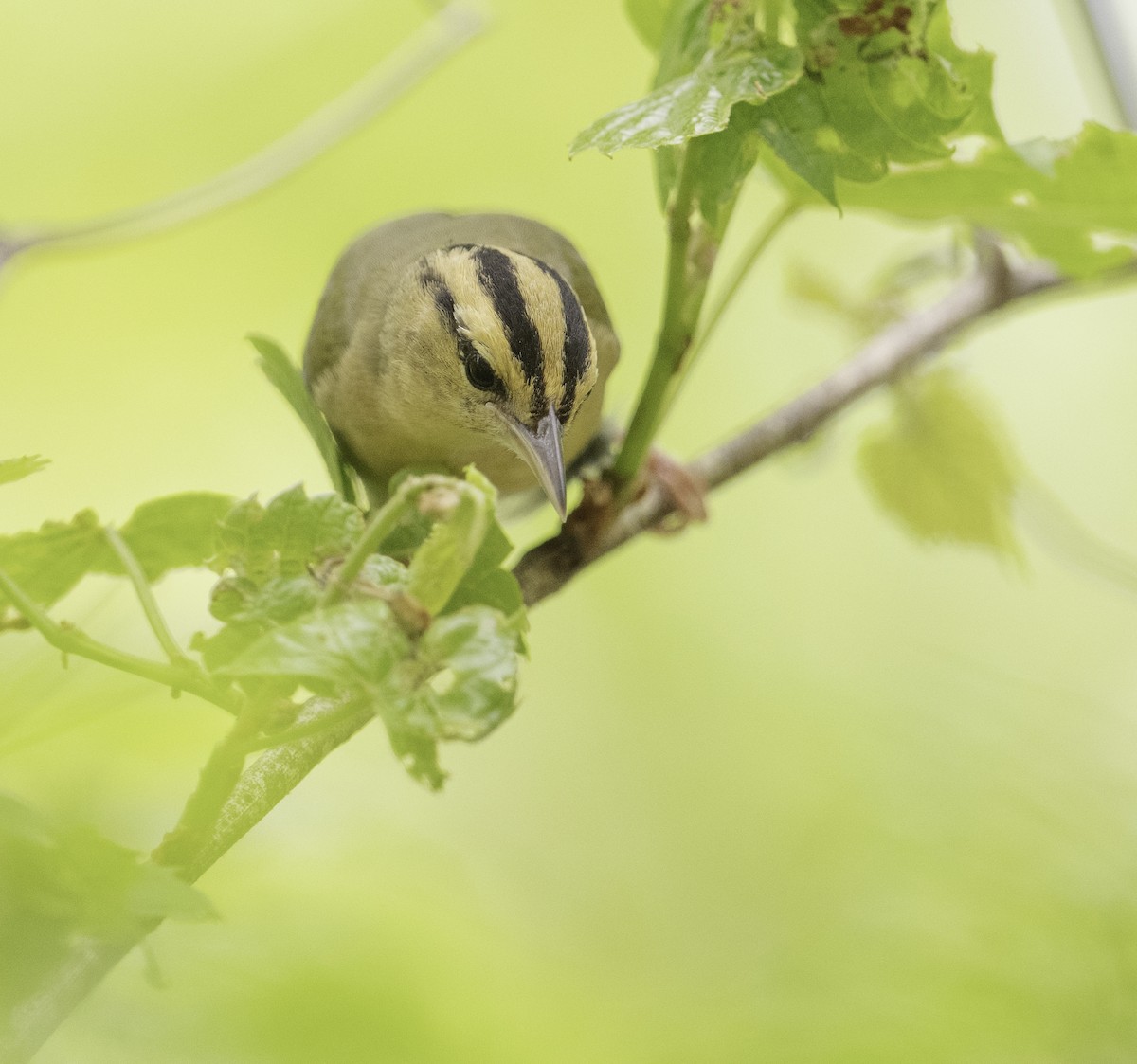 Worm-eating Warbler - Bryan Smith