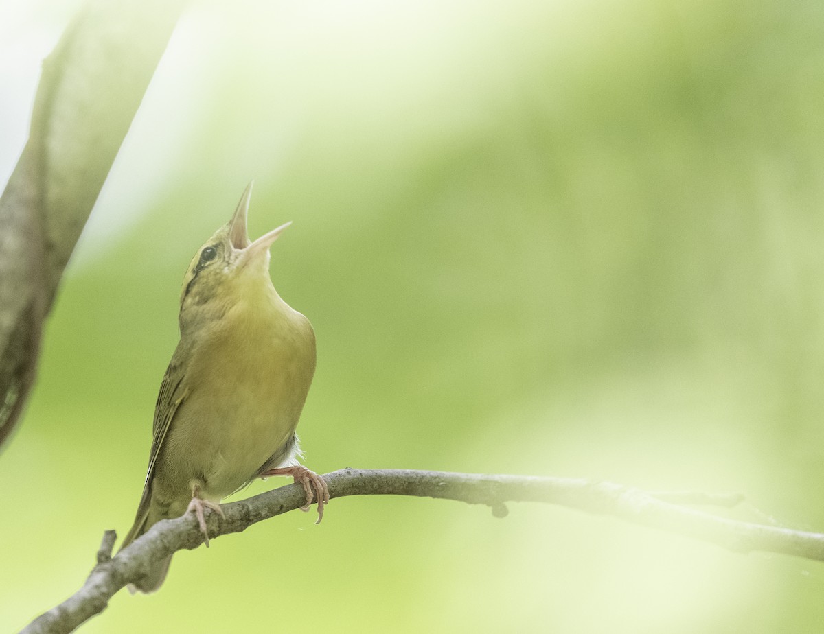 Worm-eating Warbler - Bryan Smith