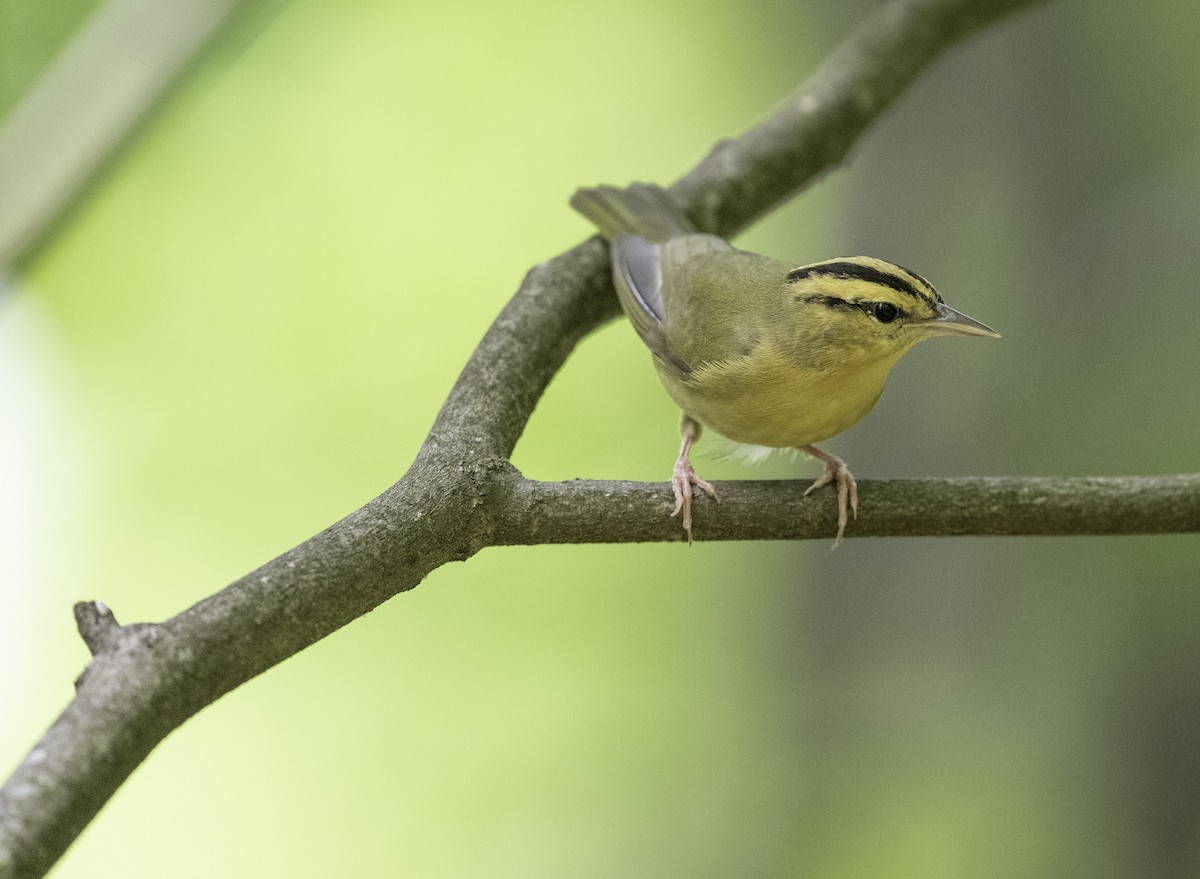 Worm-eating Warbler - Bryan Smith