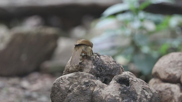 Cimitarra Coroniparda - ML570559981