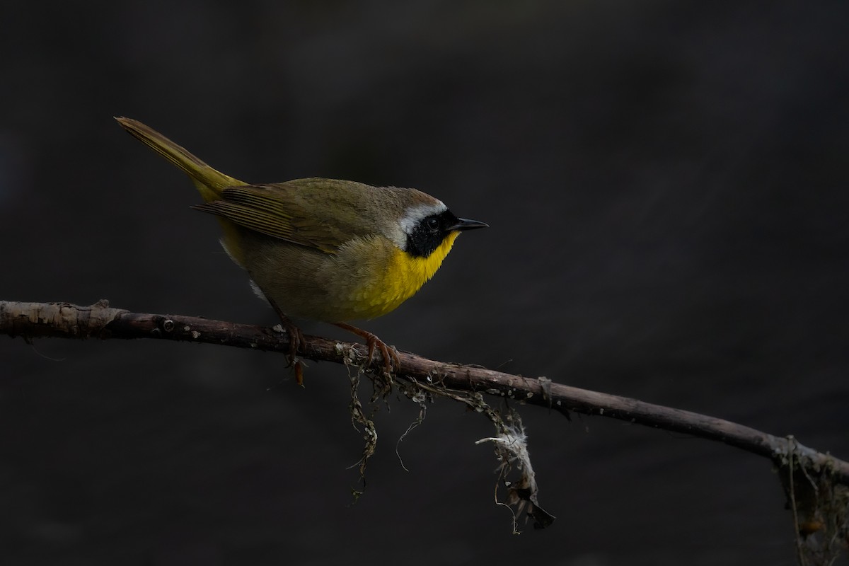 Common Yellowthroat - ML570560341