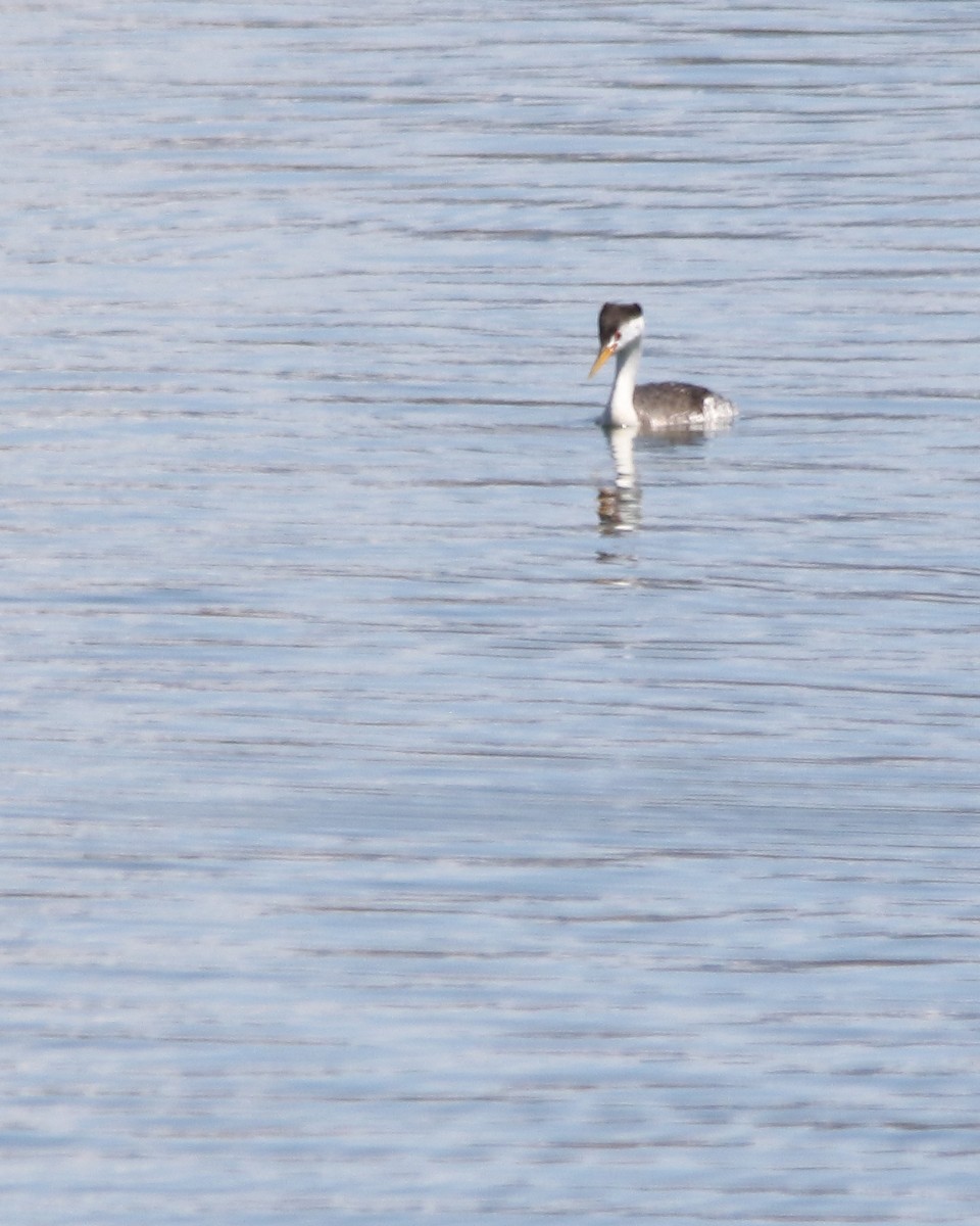 Clark's Grebe - ML570560481