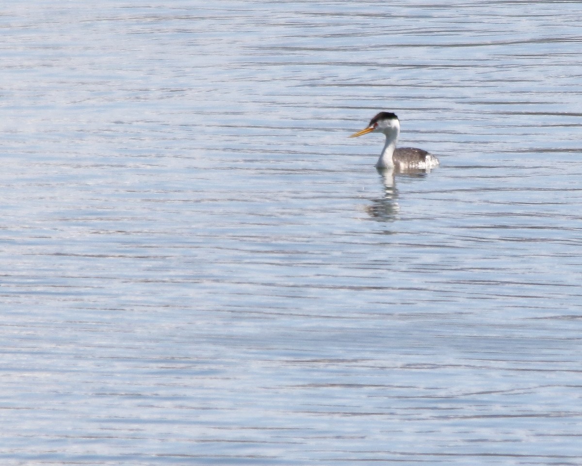 Clark's Grebe - ML570560511