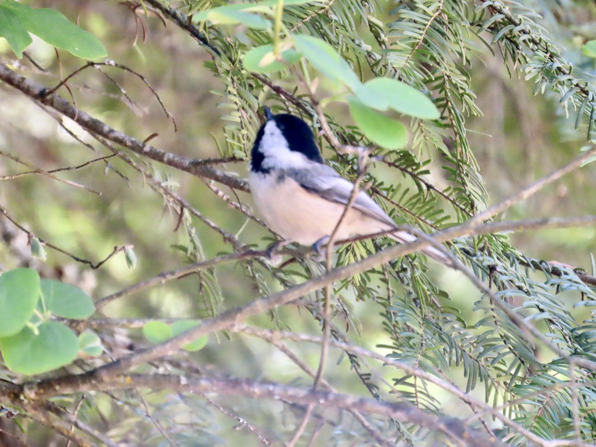 Mésange à tête noire - ML570562811