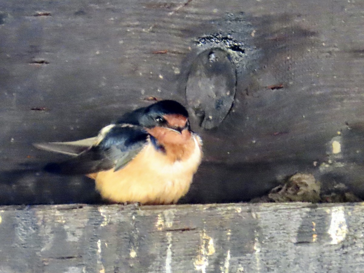 Hirondelle rustique - ML570562921