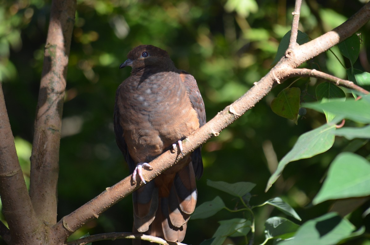 Brown Cuckoo-Dove - ML570563161