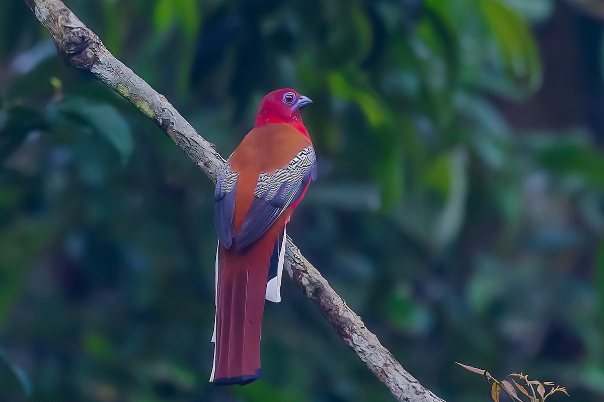 Red-headed Trogon - Rajkumar Das