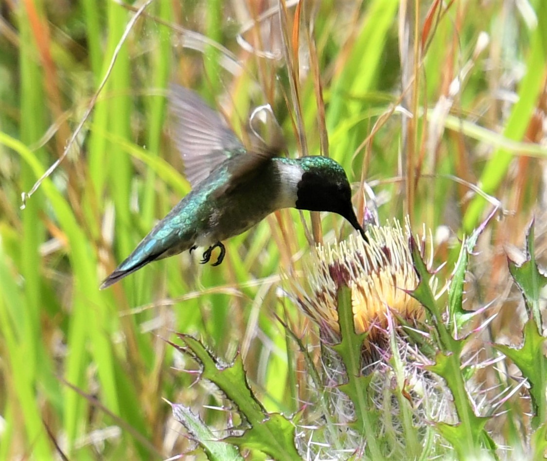 Ruby-throated Hummingbird - ML570564001