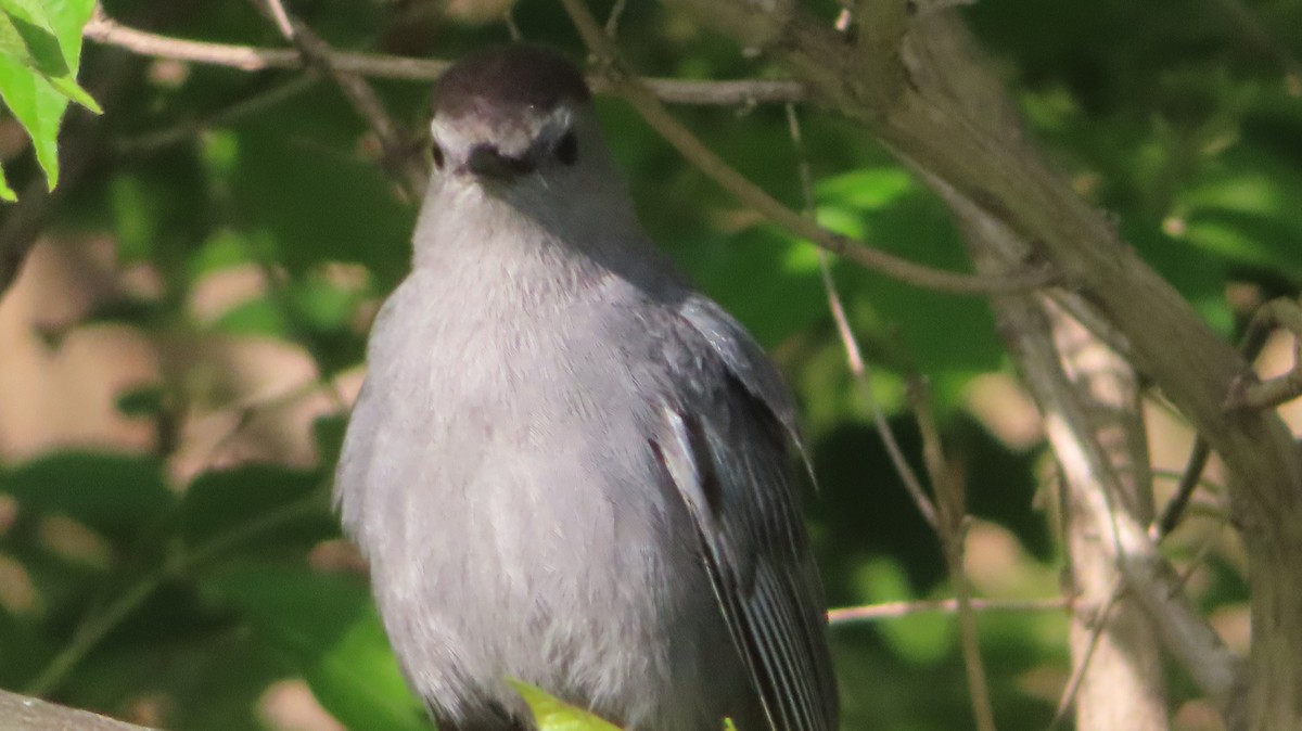 Gray Catbird - Gregory Allen