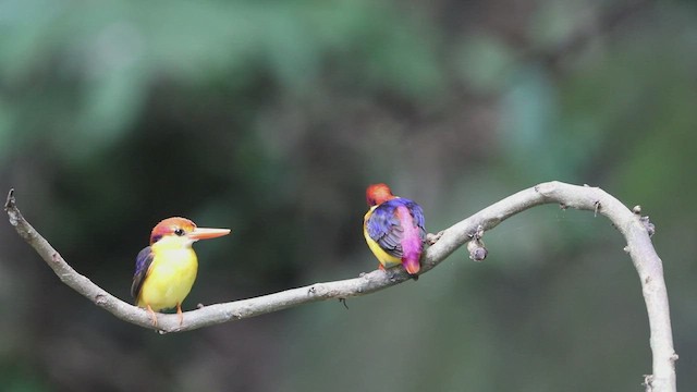 Black-backed Dwarf-Kingfisher - ML570567531