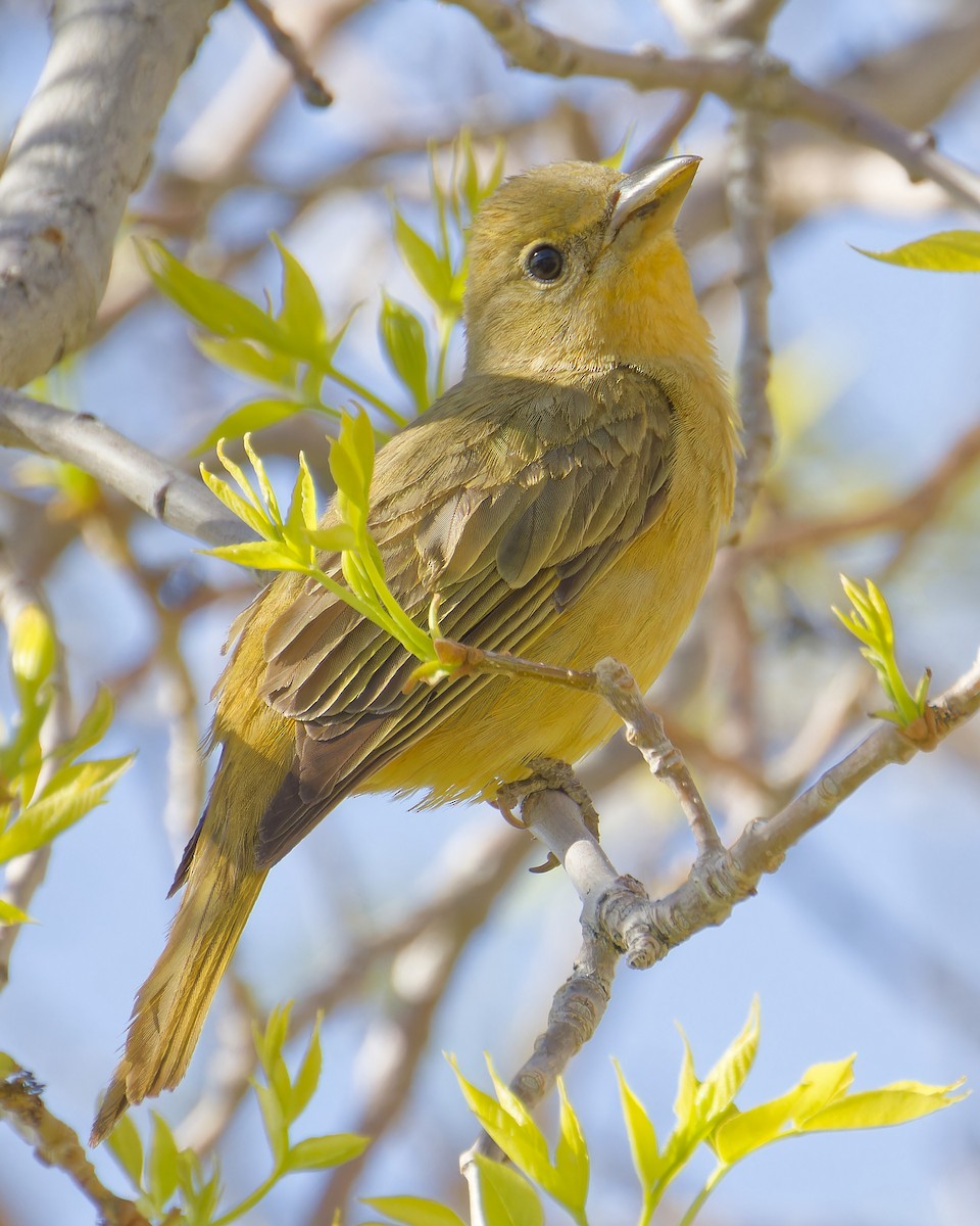 Summer Tanager - ML570567541