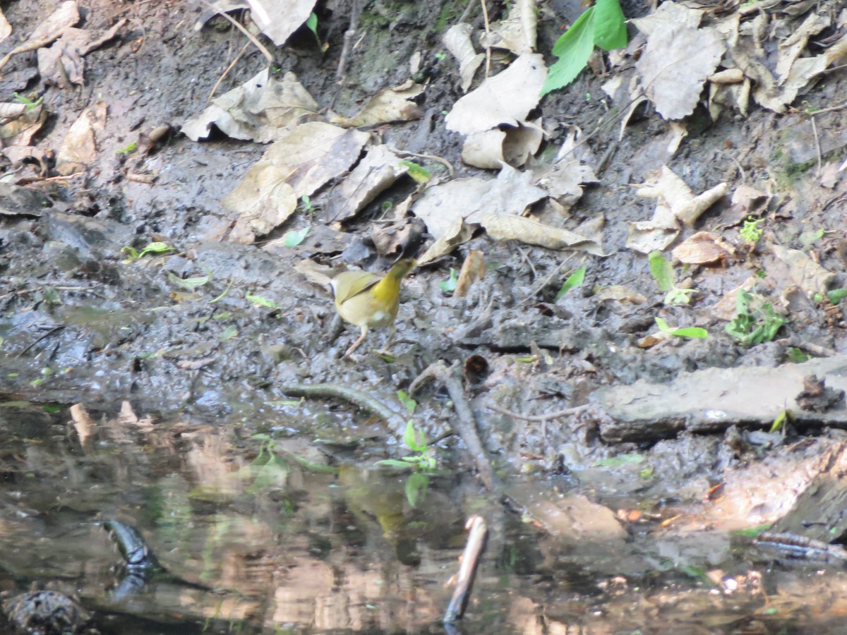 Common Yellowthroat - ML570568241