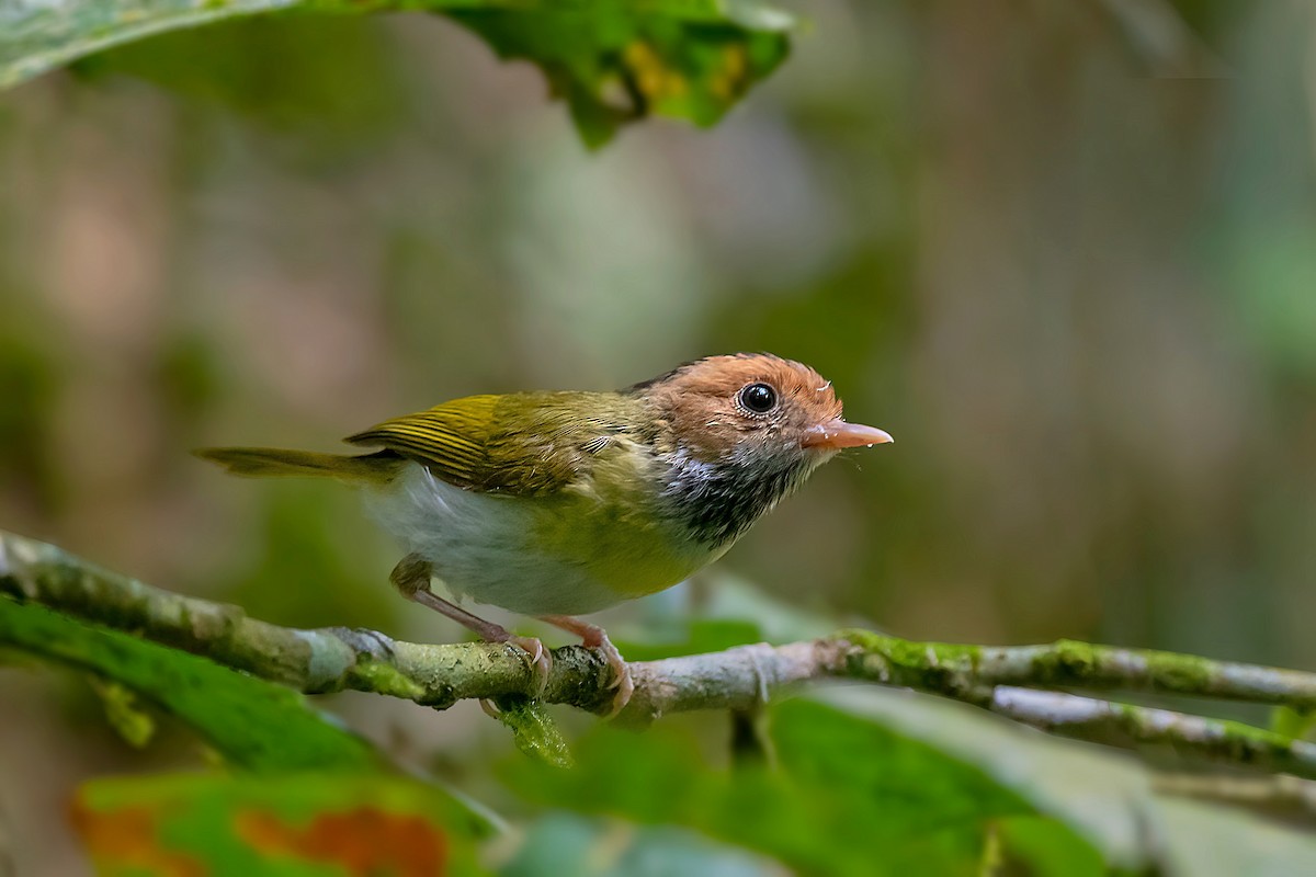 Rufous-faced Warbler - Rajkumar Das