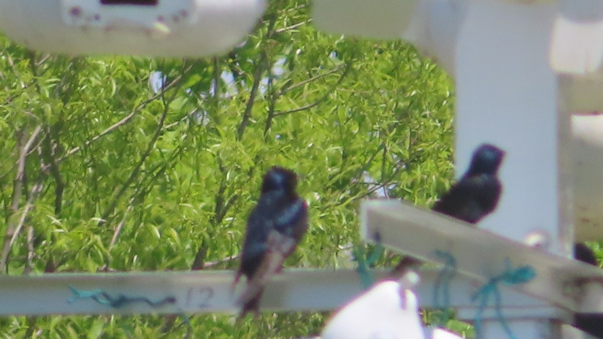 Purple Martin - ML570572681