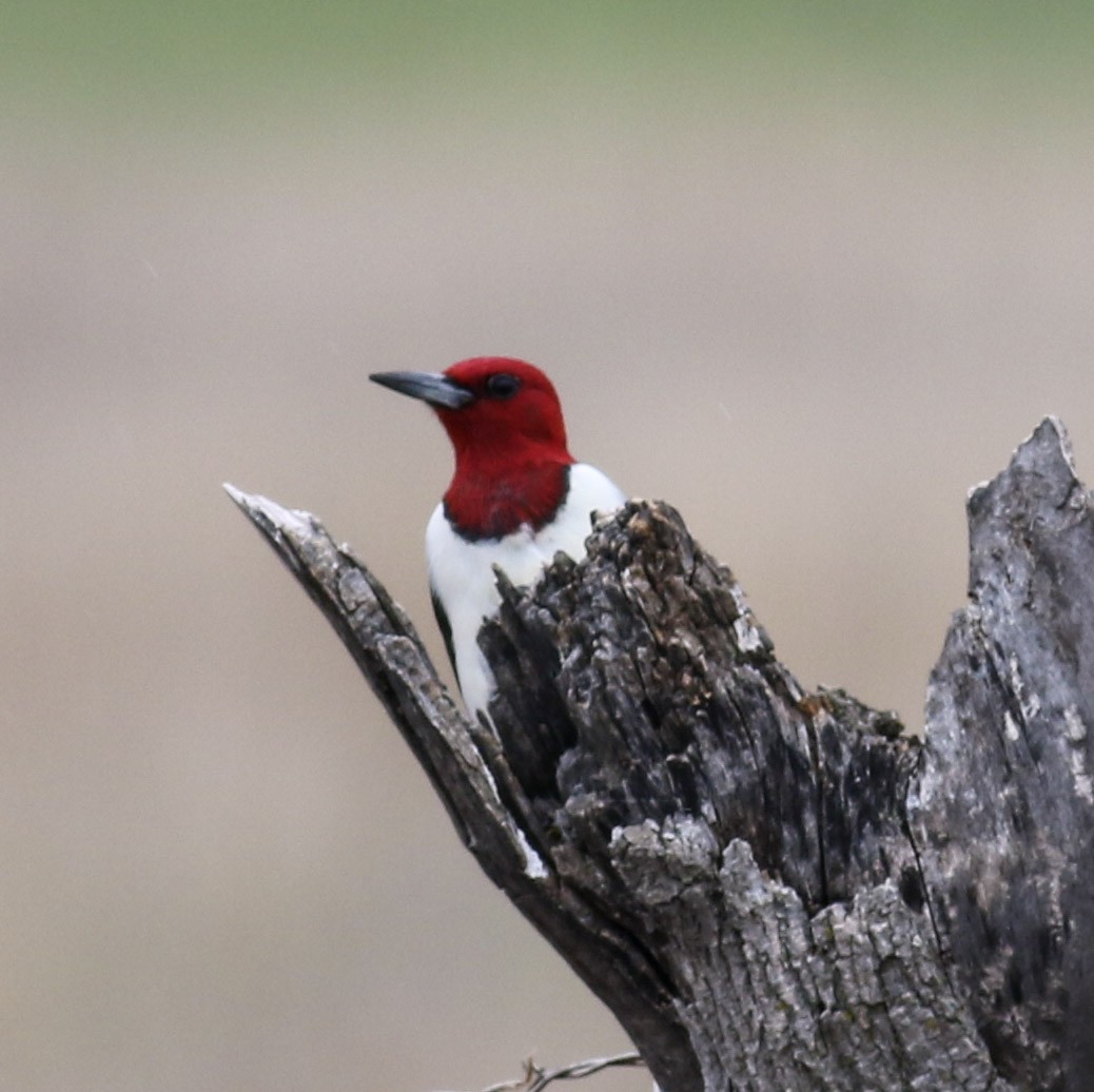 Red-headed Woodpecker - ML570573061