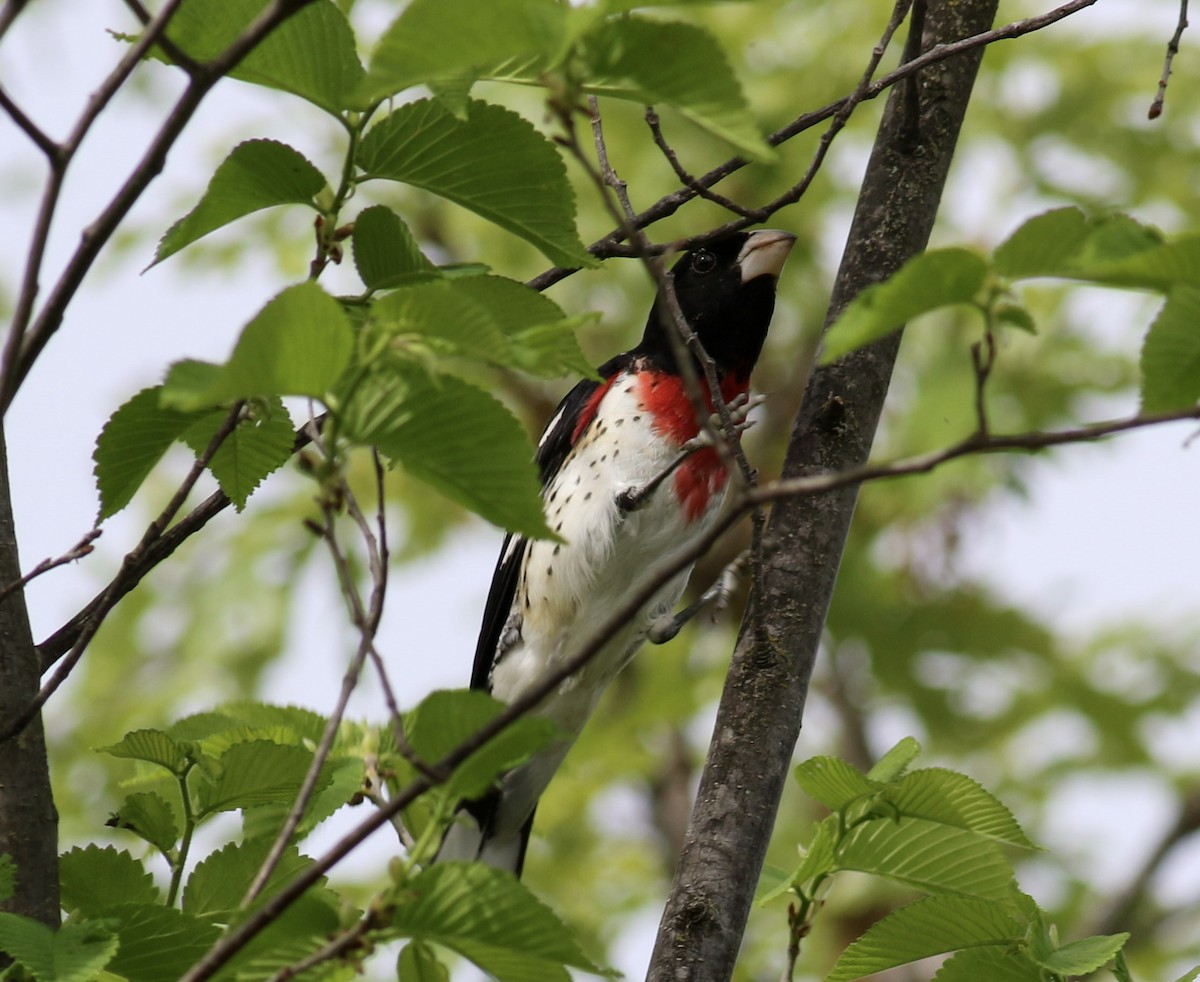 Rose-breasted Grosbeak - Michael Bernard