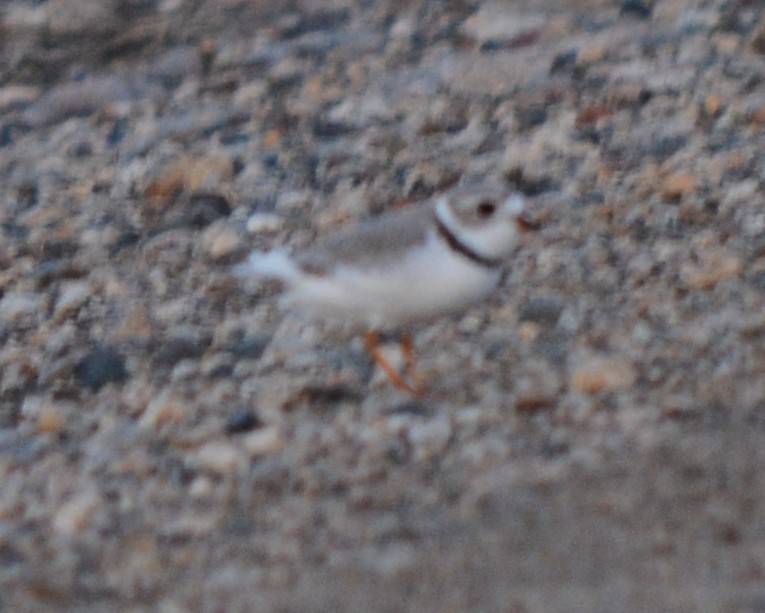 Piping Plover - ML570574541