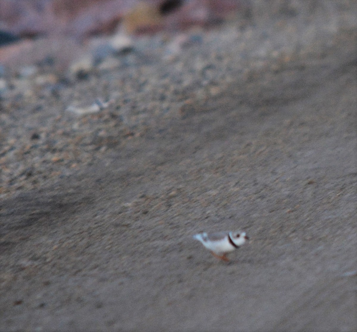 Piping Plover - ML570574551