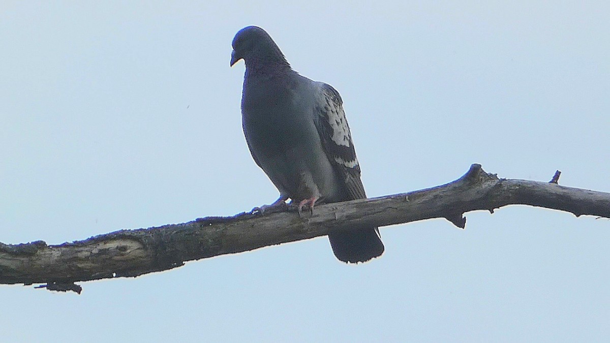 Rock Pigeon (Feral Pigeon) - ML570577471
