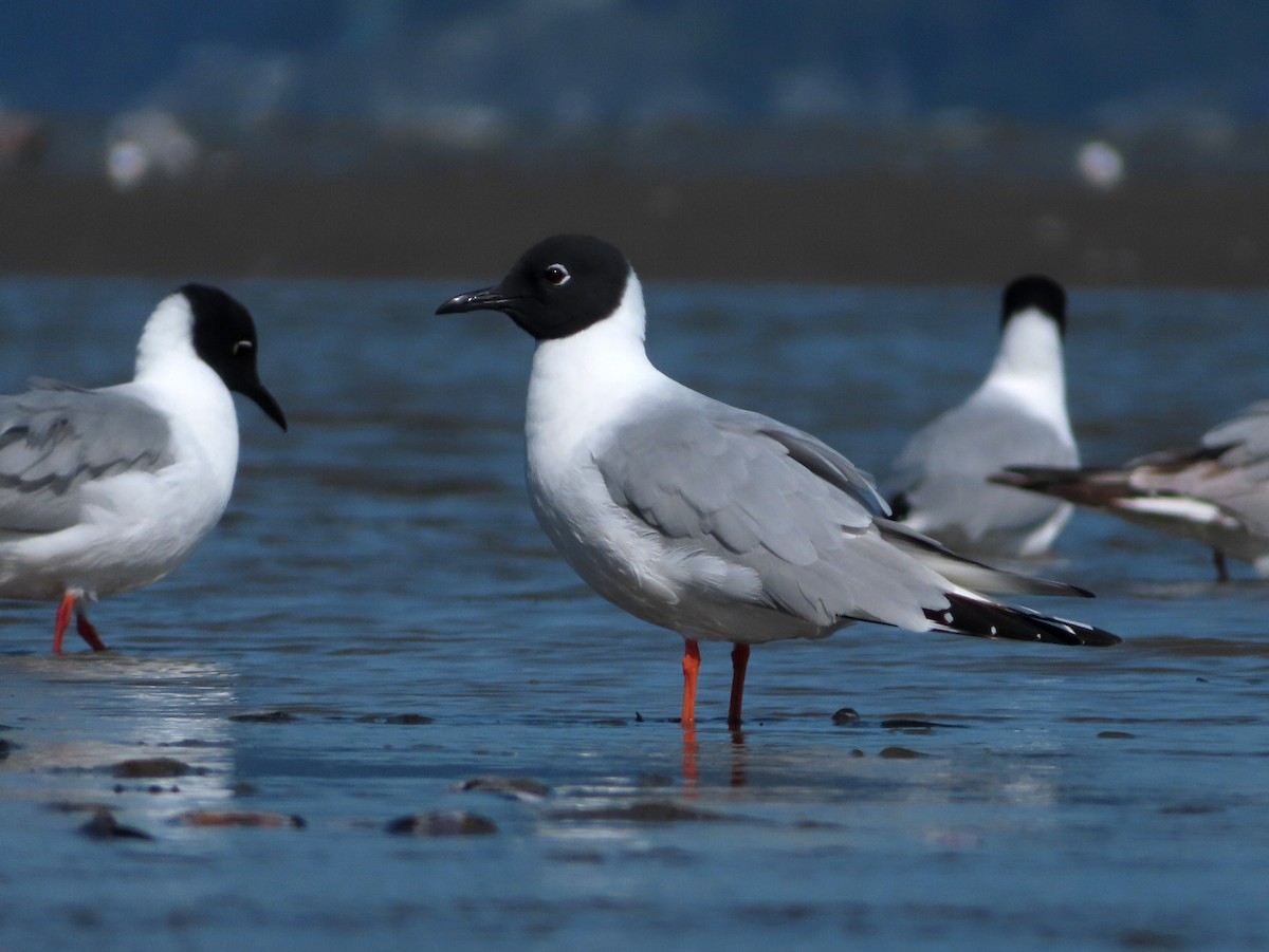 Mouette de Bonaparte - ML570578621