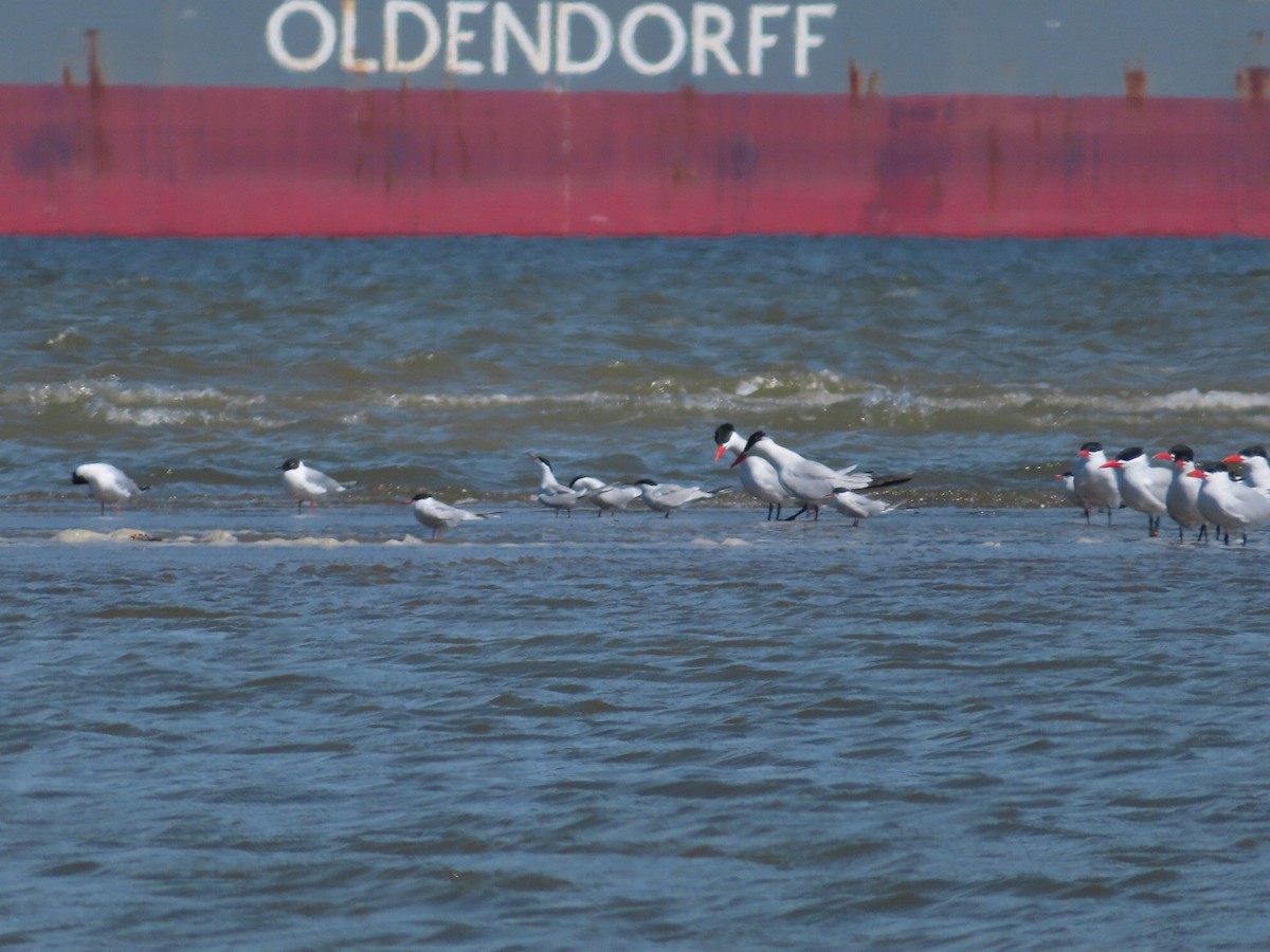 Common Tern - ML570578731