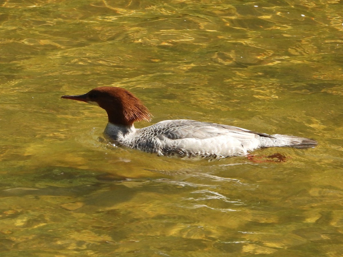 Common Merganser - ML570579111