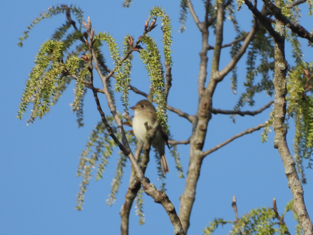 Least Flycatcher - ML570579701