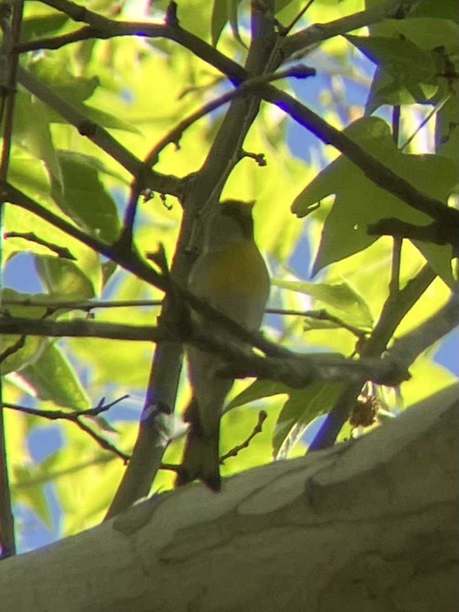 Lawrence's Goldfinch - ML570579961