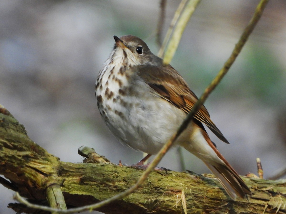 Hermit Thrush - ML570580041