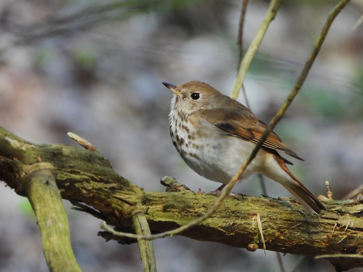 Hermit Thrush - ML570580161