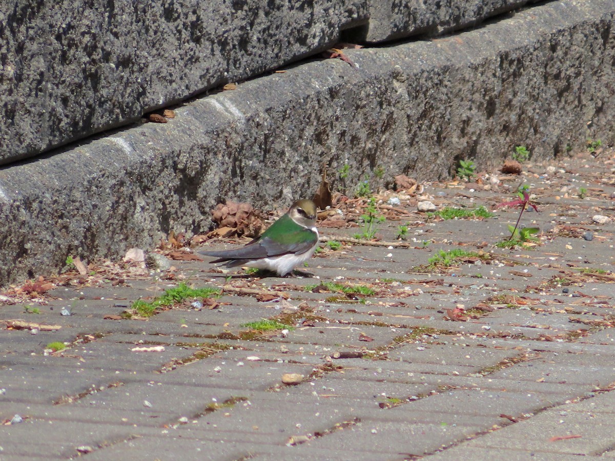 Violet-green Swallow - ML570580181