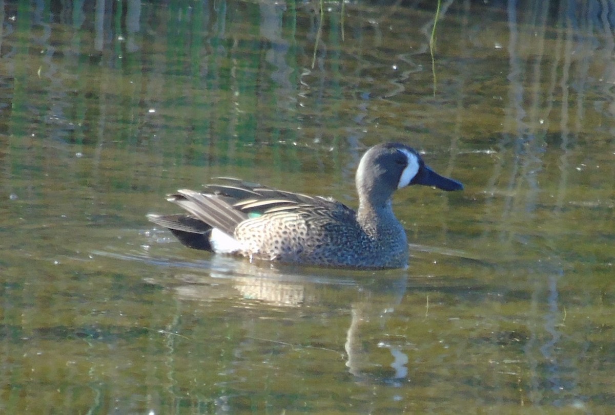 Blue-winged Teal - ML570580251
