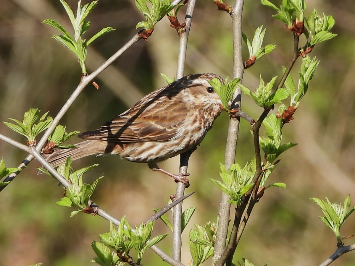 Purple Finch - ML570580371